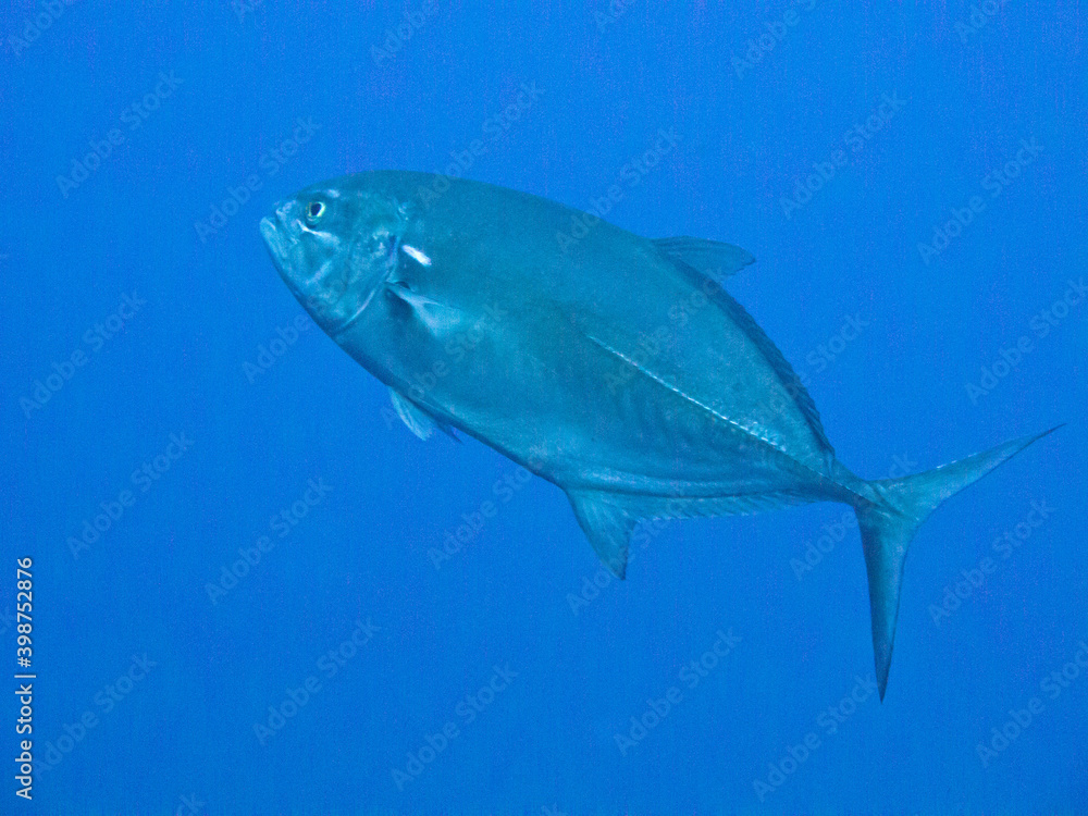 Naklejka premium Tauchen vor Gozo