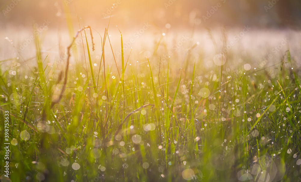 closeup green grass with water drop in the light of early morning sun
