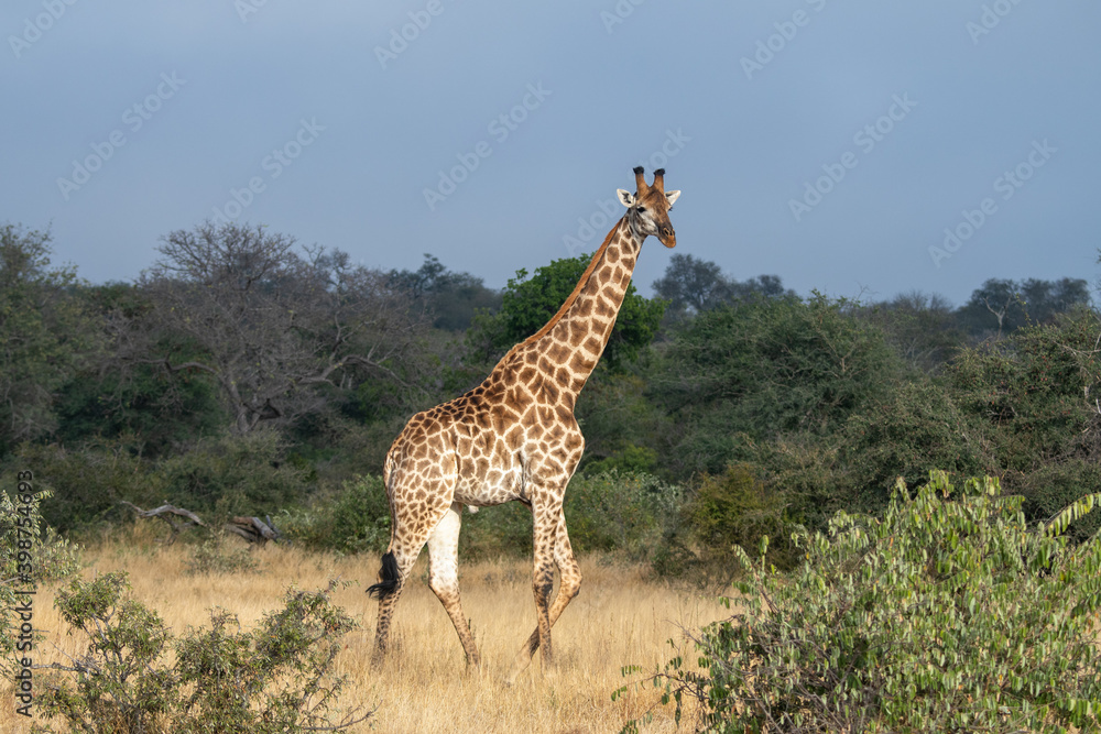 Giraffe (Giraffa giraffa) moving through grass and trees in the Timbavati Reserve, South Africa