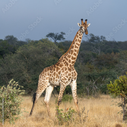 Giraffe  Giraffa giraffa  moving through grass and trees in the Timbavati Reserve  South Africa