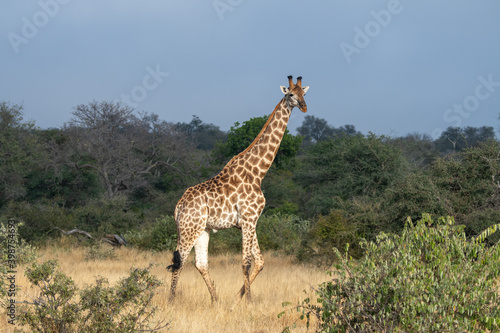 Giraffe (Giraffa giraffa) moving through grass and trees in the Timbavati Reserve, South Africa