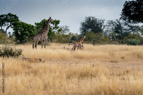 Fototapeta Naklejka Na Ścianę i Meble -  Giraffe (Giraffa giraffa) and it's calf moving through grass and trees in the Timbavati Reserve, South Africa
