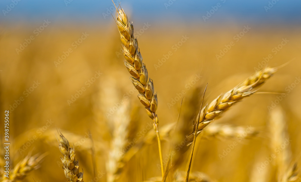 closeup summer wheat field, summer agricultural background closeup summer wheat field, summer agricultural background