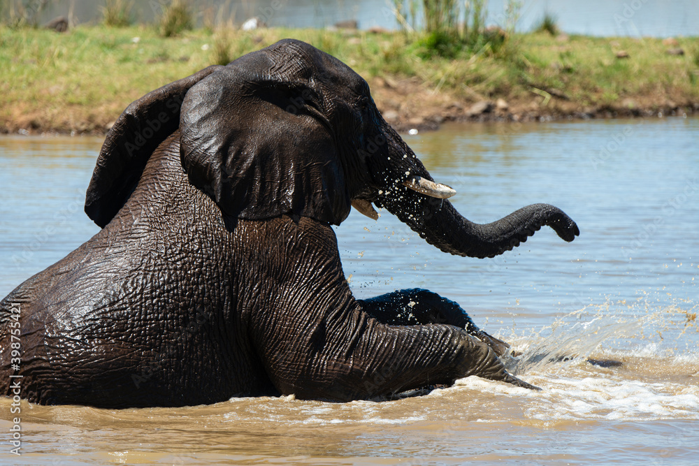 Fototapeta premium Éléphant d'Afrique, Loxodonta africana, Parc national du Pilabesberg, Afrique du Sud