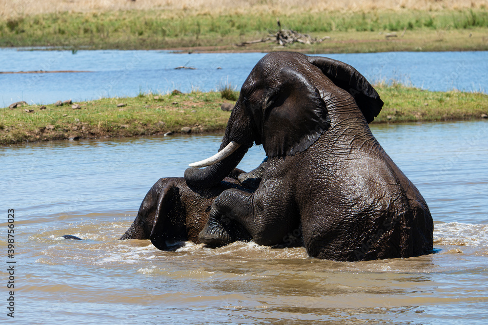 Fototapeta premium Éléphant d'Afrique, Loxodonta africana, Parc national du Pilabesberg, Afrique du Sud
