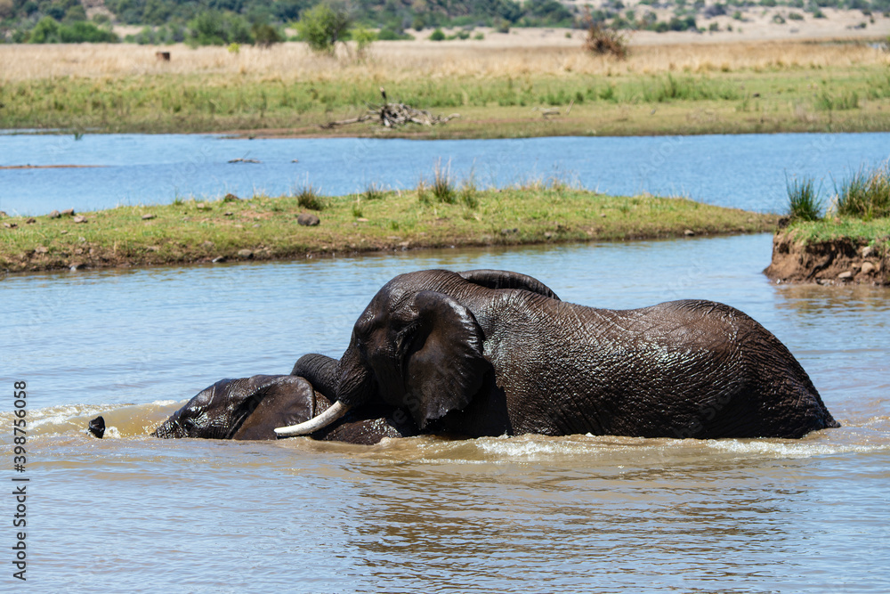 Éléphant d'Afrique, Loxodonta africana, Parc national du Pilabesberg, Afrique du Sud Éléphant d'Afrique, Loxodonta africana, Parc national du Pilabesberg, Afrique du Sud