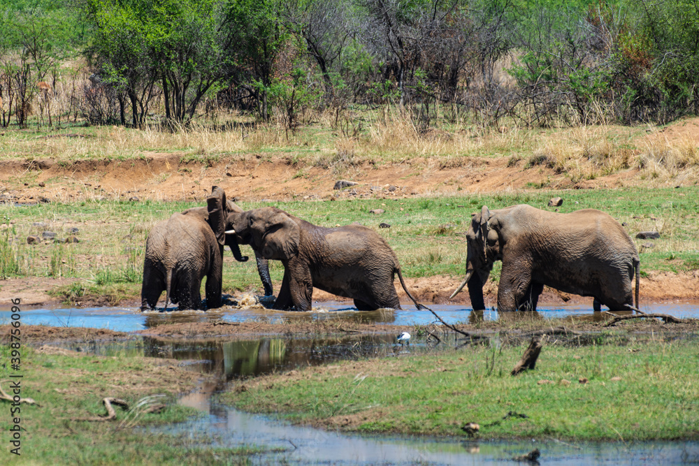 Éléphant d'Afrique, Loxodonta africana, Parc national du Pilabesberg, Afrique du Sud Éléphant d'Afrique, Loxodonta africana, Parc national du Pilabesberg, Afrique du Sud