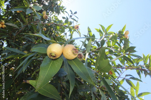 Syzygium jambos (Guljamun , Malabar Plum, Mountain Apple, chom pu or chom-phu, plum rose, water apple, pera de agua, Cloud apple, Wax apple, Malay apple, jambrosade, pomarrosa, rose apple) photo