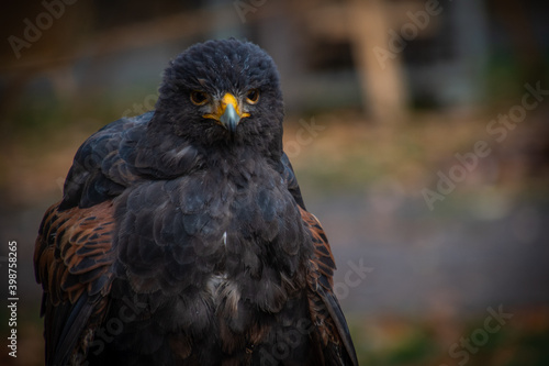 Vögel unsere gefiederten Freunde
 photo