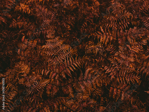 High angle view of brown fern leaves photo
