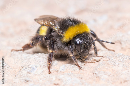 Bombus terrestris bumblebee walking on a concrete wall