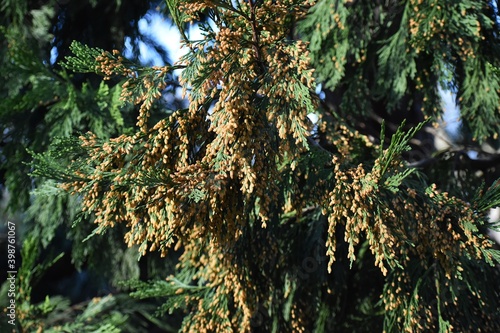 Foliage and pollen cones of Calocedrus decurrens or incense cedar, in the park. photo