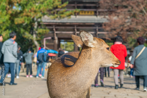 Deer in Nara park. Japan