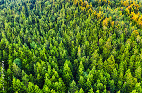 Nature. Aerial view at summer forest. Natural summer landscape from air.  Lan...