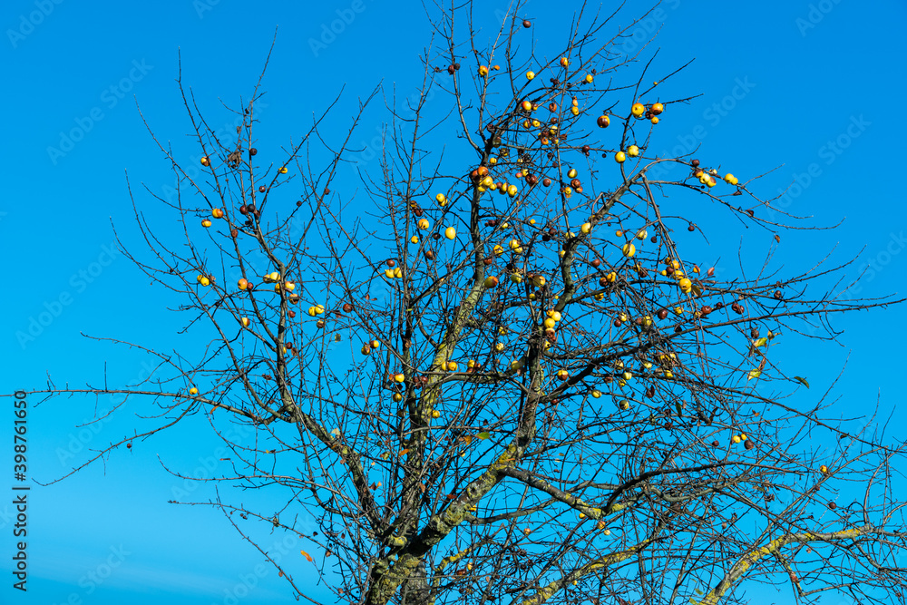 Kahler Baum mt Äpfeln im Herbst Kahler Baum mt Äpfeln im Herbst