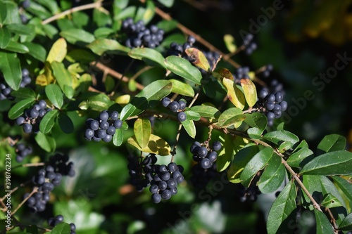 Branches with berries of Ligustrum sinense or Chinese privet, in the garden. photo