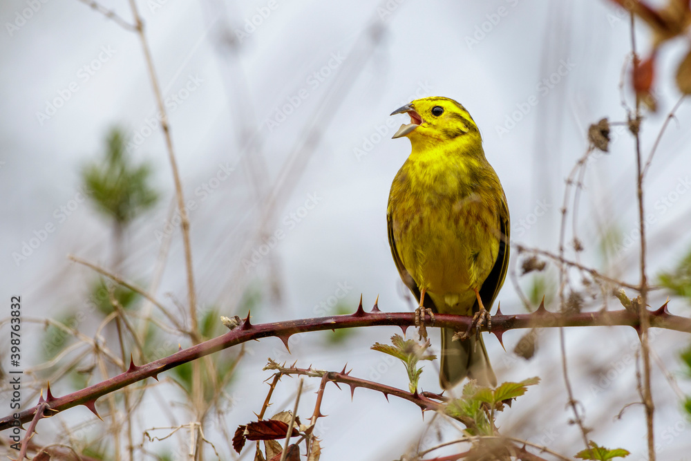 Obraz premium Goldammer (Emberiza citrinella) Männchen