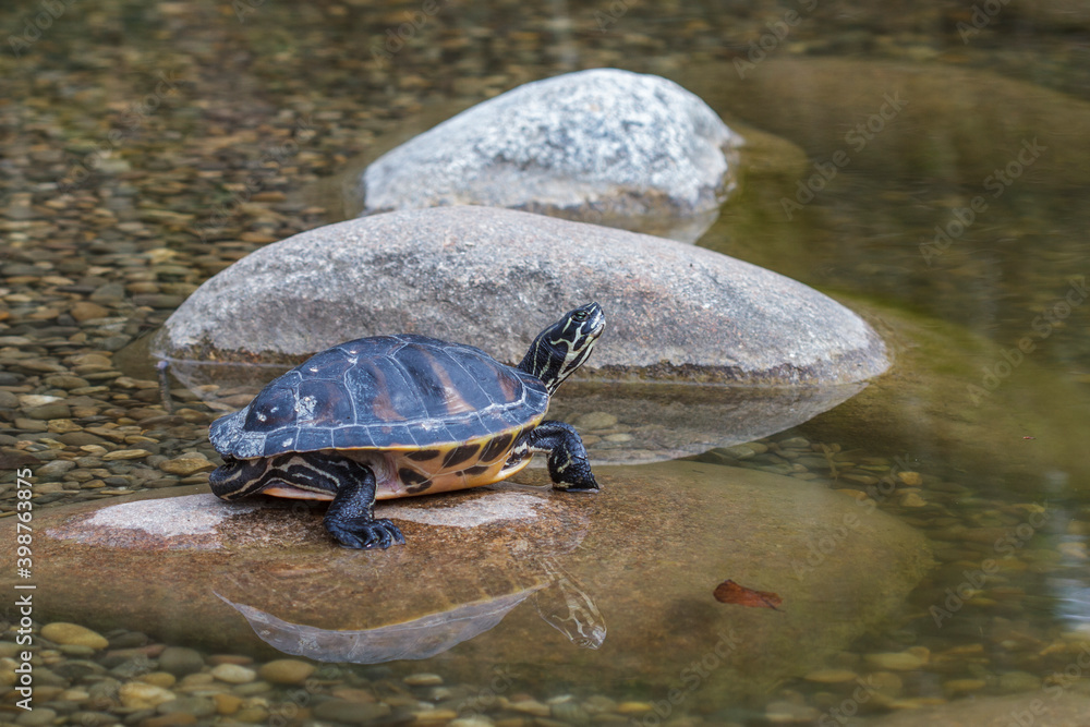 Fototapeta premium Gelbbauch-Schmuckschildkröte (Trachemys scripta scripta)