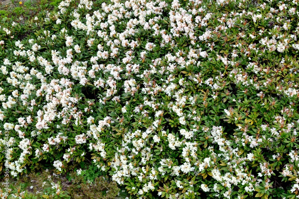 field of flowers rododendron field of flowers rododendron