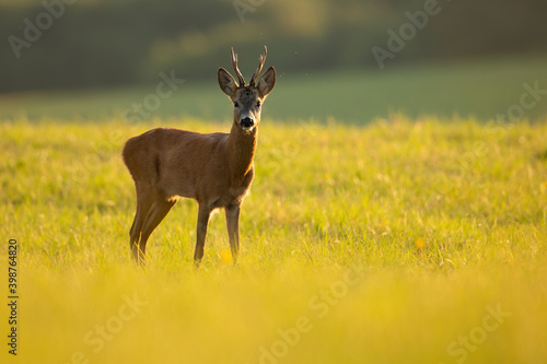 Roe deer, capreolus capreolus, buck with antlers standing on grassland in sunny summer nature with copy space. Roebuck looking on green pasture in sunlight. Wild male mammal watching on meadow.