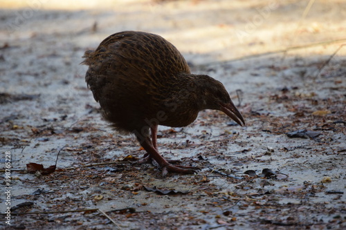 Wekas in Abel Tasman Costal Trail (New Zealand). photo