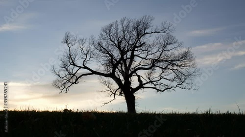 Wallpaper Mural silhouette of a tree on hill top at sunset Torontodigital.ca