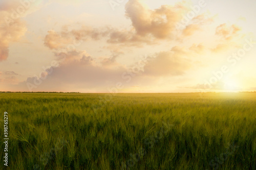 Picturesque view of beautiful green field at sunrise