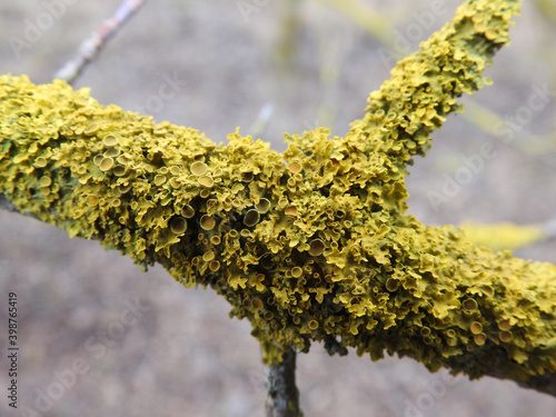 wystepujacy powszechnie w calej polsce rosnac na drzewach glownie lisciastych porost o nazwie złotorost ścienny podlasie polska wiosna 2020