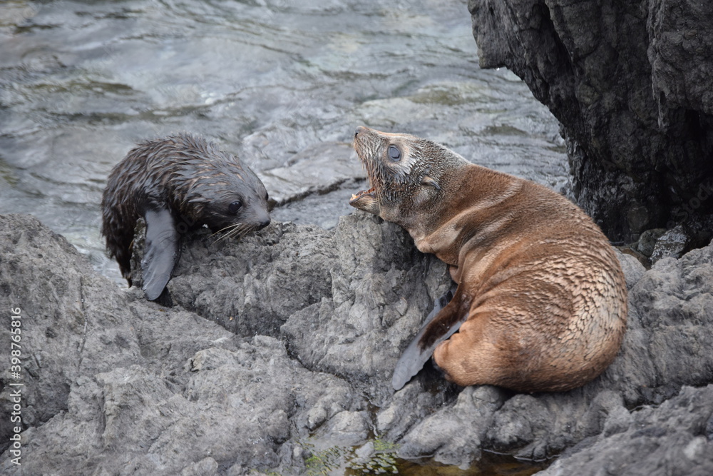 Seal colony in Cape Palliser (New Zealand). Seal colony in Cape Palliser (New Zealand).