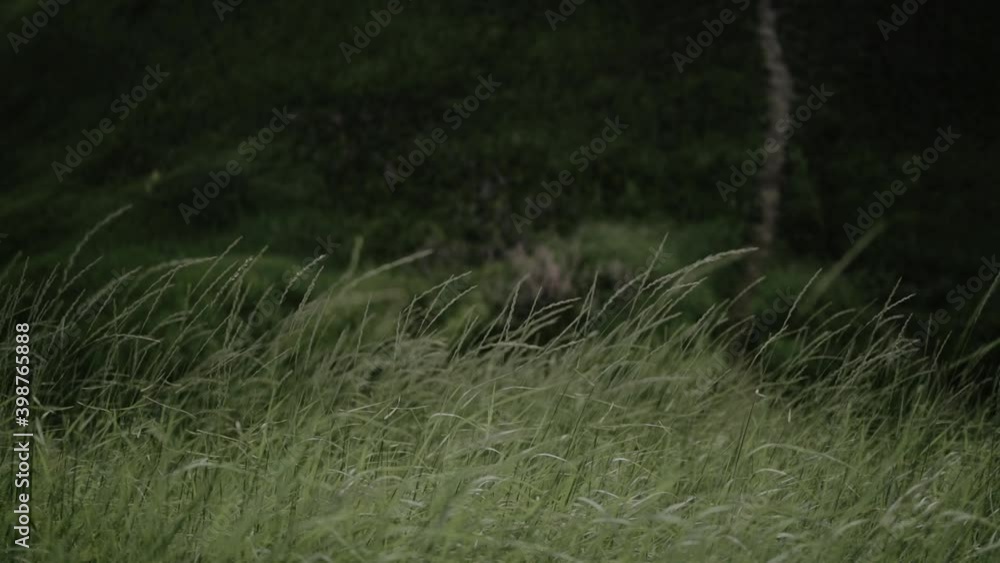 Close up view of green grass swaying in the wind on mountains. Summer sunny day. Warm background. 4k video. Slow motion. Close up view of green grass swaying in the wind on mountains. Summer sunny day. Warm background. 4k video. Slow motion.