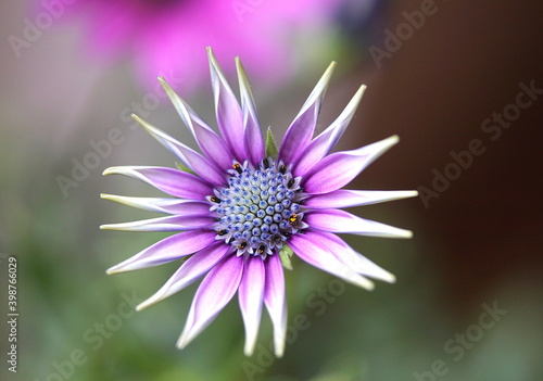 close up of a purple flower