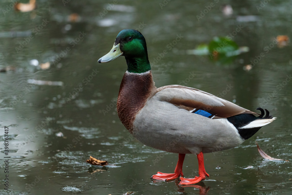 Mallard duck - Anas platyrhynchos, common water bird from European rivers and lakes, Zlin, Czech Republic. Mallard duck - Anas platyrhynchos, common water bird from European rivers and lakes, Zlin, Czech Republic.
