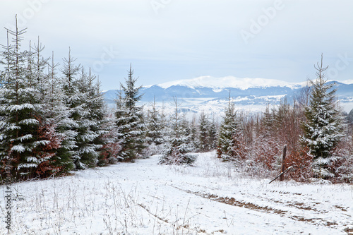 Winter landscape, white spruce trees, snowcovered mountain range. Ukraine, Carpathians.