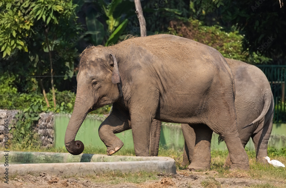 Indian wild elephant calves in an open enclosure at an animal sanctuary 