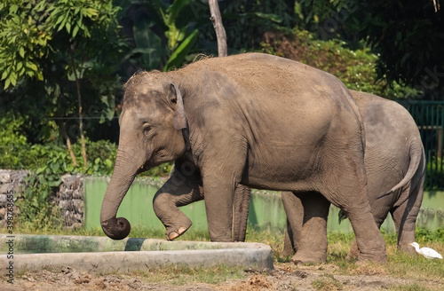 Indian wild elephant calves in an open enclosure at an animal sanctuary 