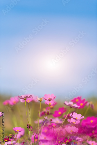 Flower garden with sunshine and blue sky.Selective focus.