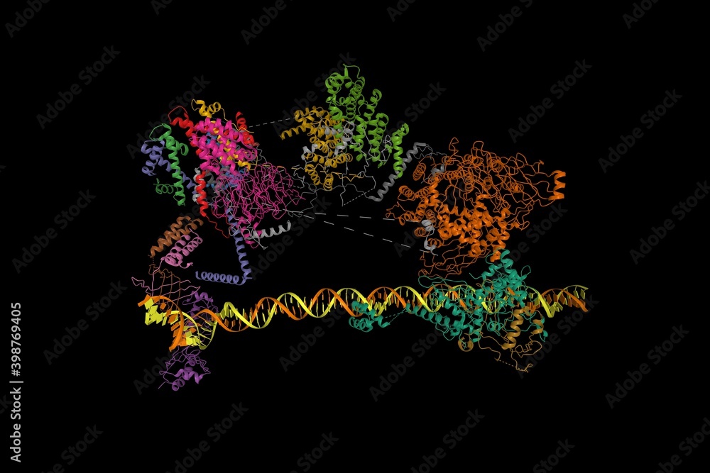 Human TFIID bound to promoter DNA and TFIIA, 3D cartoon model, black background