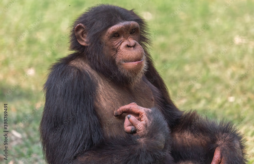 Chimpanzee in close up view shot at an Indian wildlife reserve