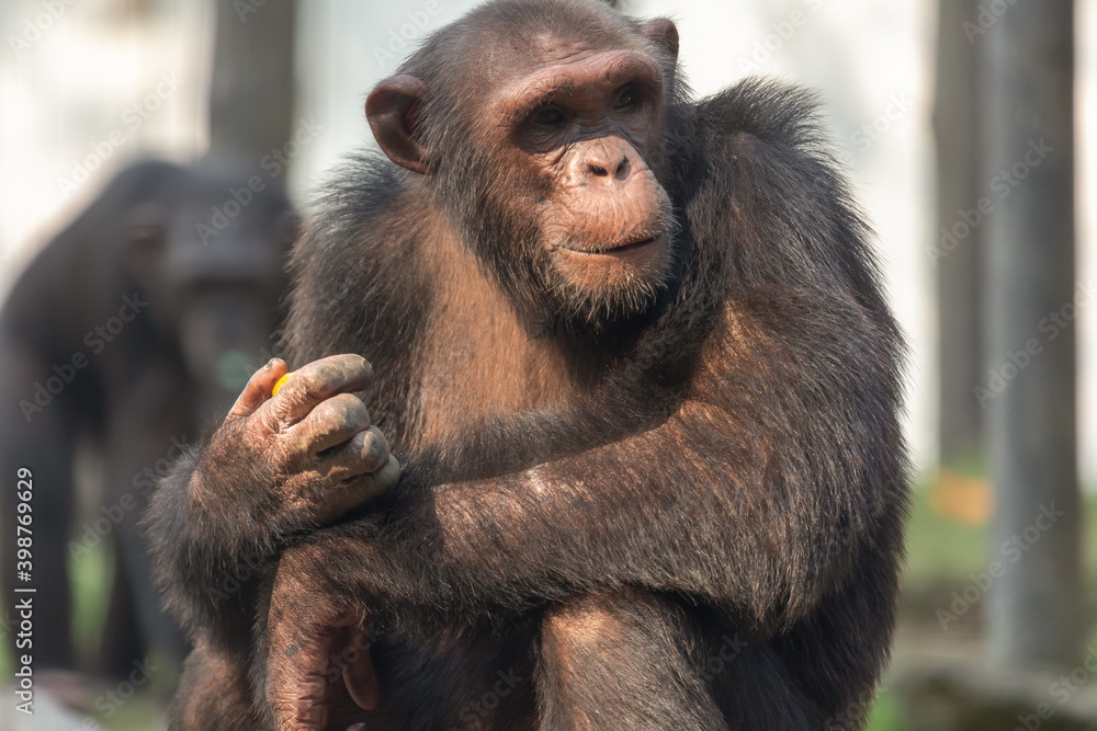 Chimpanzee in close up holding fruit in his hand  shot at an animal reserve 