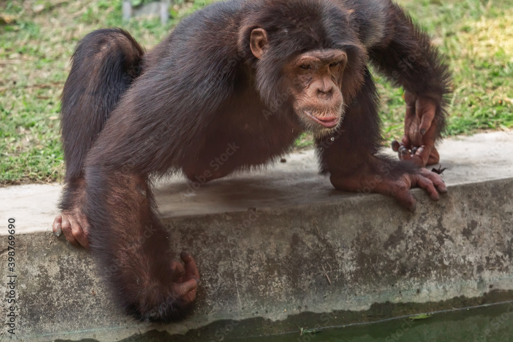 Chimpanzee drinking water at an Indian wildlife reserve