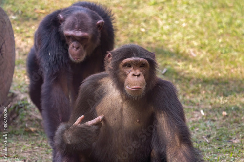 Chimpanzee primates at Indian wildlife sanctuaries
