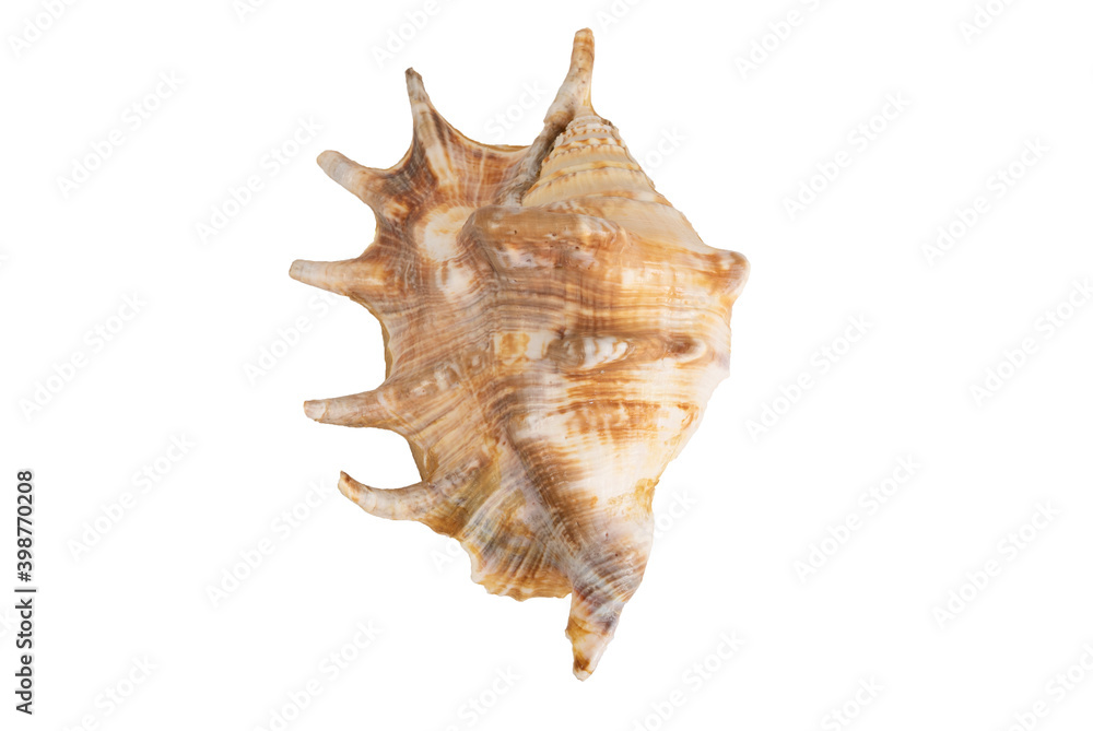 seashell isolated on a white background. top view seashell isolated on a white background. top view