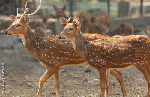 Axis deer also known as the spotted deer at Indian wildlife reserve