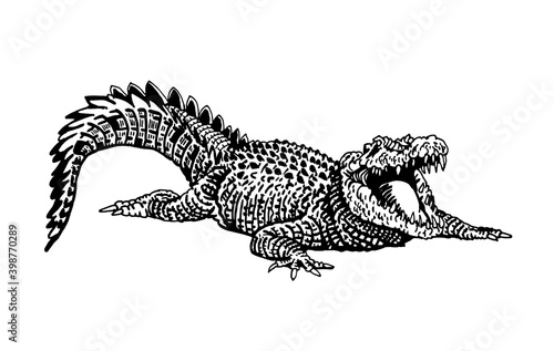 Graphical hand-drawn crocodile isolated on white background,vector illustration