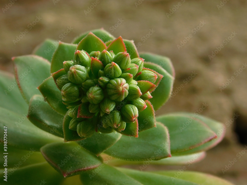 close up of a succulent flower