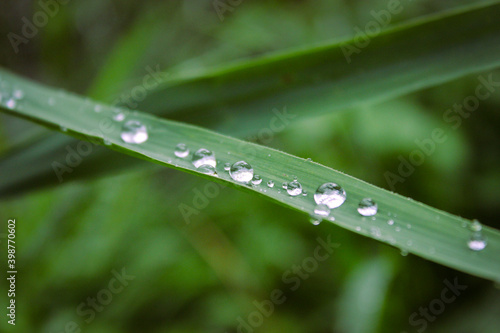Water drops on grass leaves in selective focus