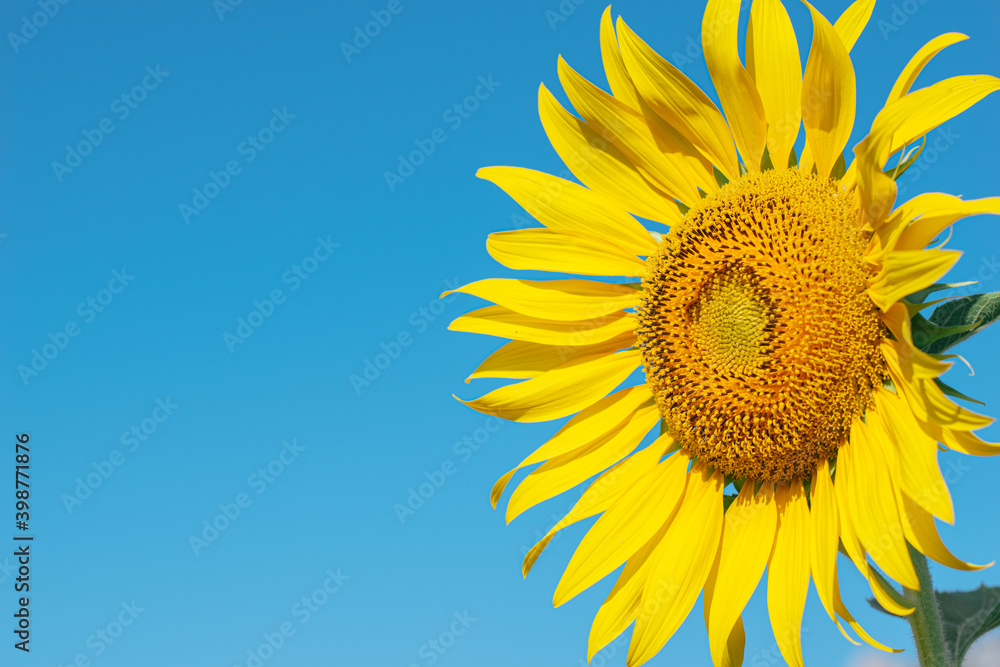 Sunflower in the field with daylight and vivid blue sky, Sunflowers also a popular economic crop to bring seeds to be consumed Including the extraction of sunflower oil, popular among health lovers.