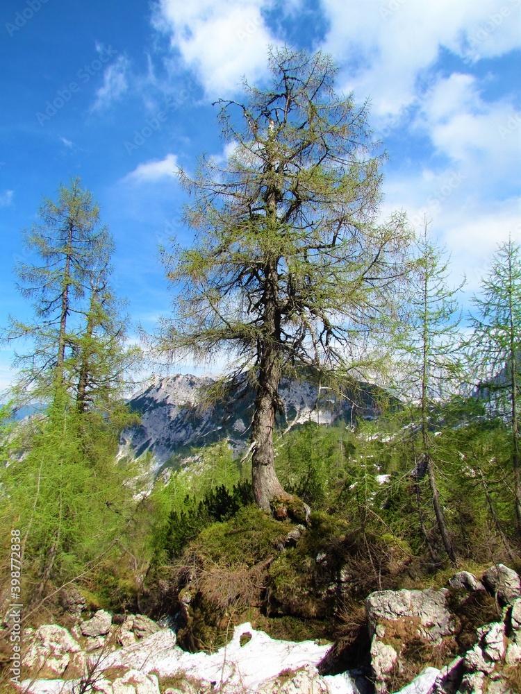 Larch tree in green foliage growing on a rock in Julian alps, Slovenia