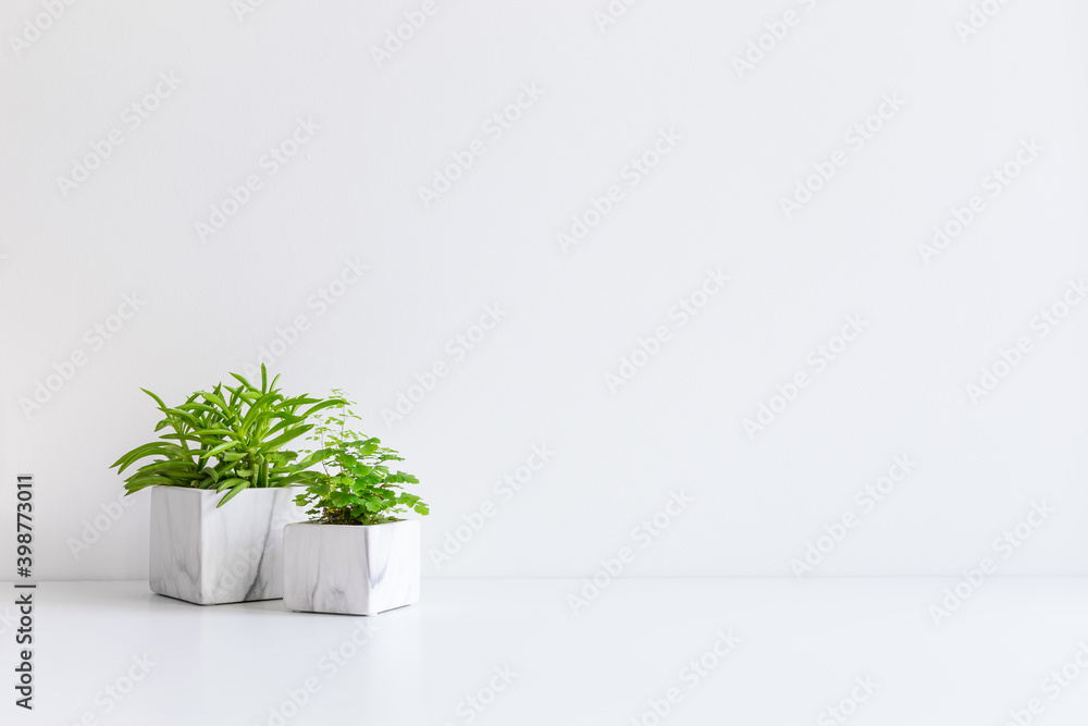 Two green plants in marble flowerpots on a table near bright grey wall in the interior.