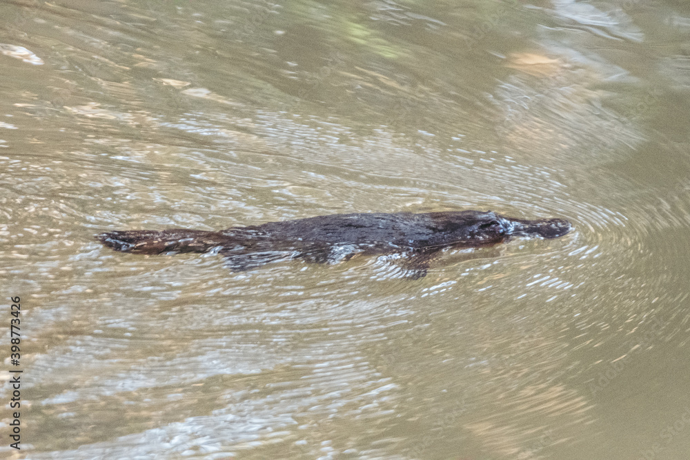 Obraz premium a large alligator in the water